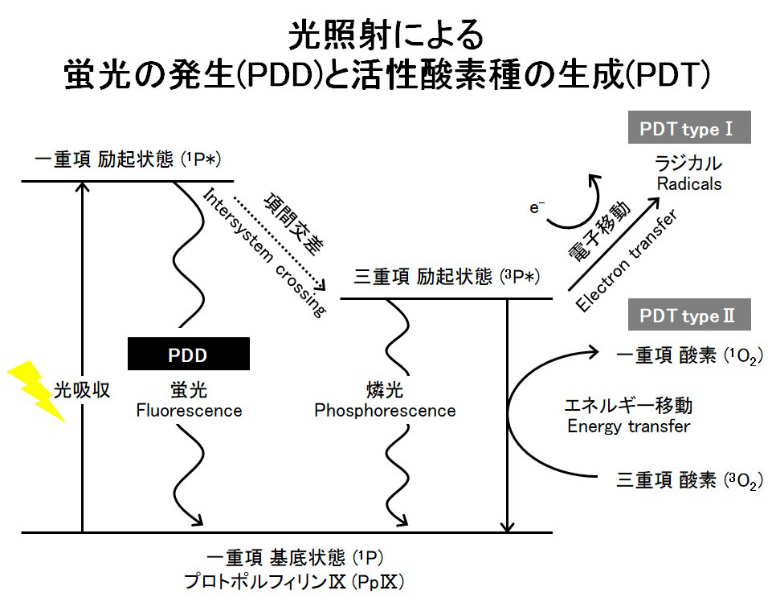 光照射による蛍光の発生(PDD)と活性酵素種の生成(PDT)