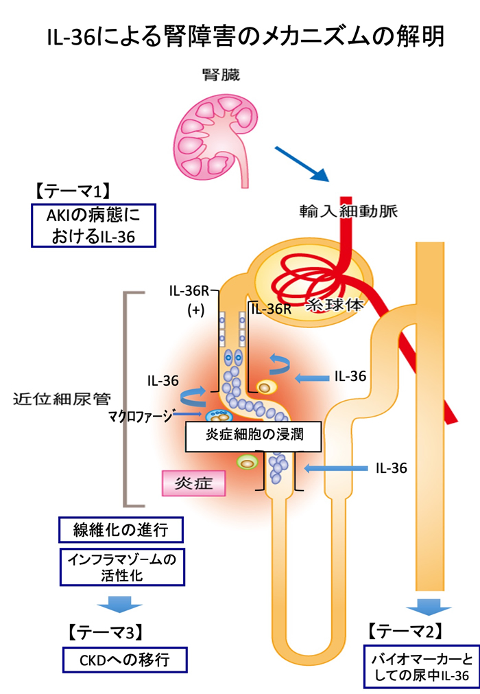 IL-36による腎障害のメカニズムの解明