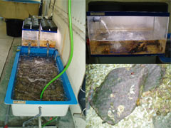 サンゴ飼育システム構築