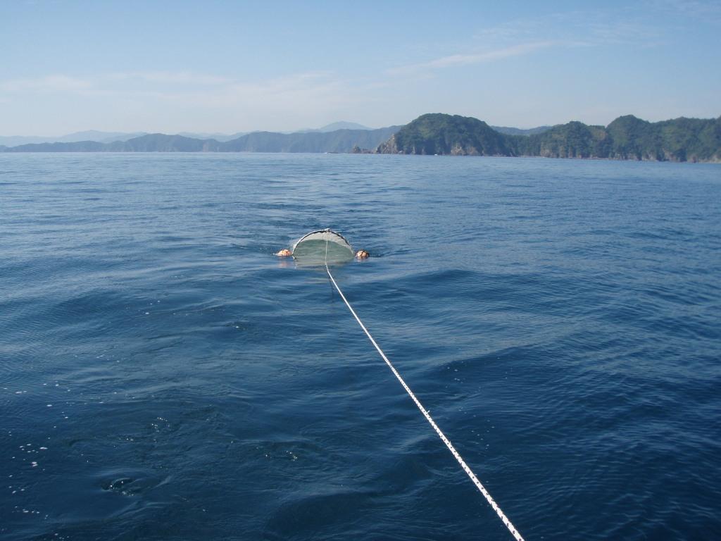 横浪半島でのアユ仔魚の採集