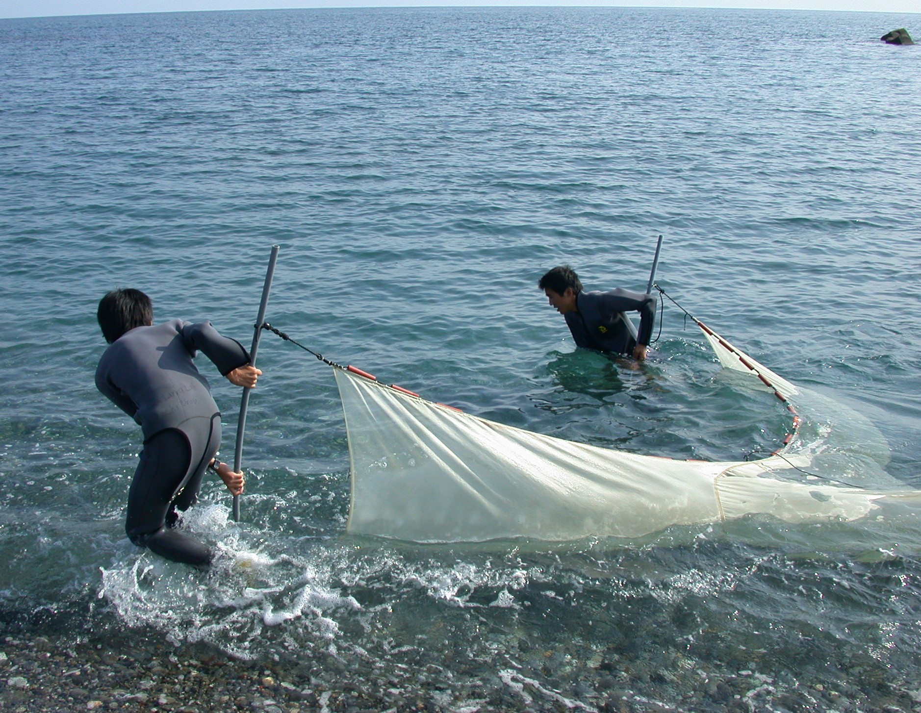 砂浜海岸でのアユ仔魚の採集