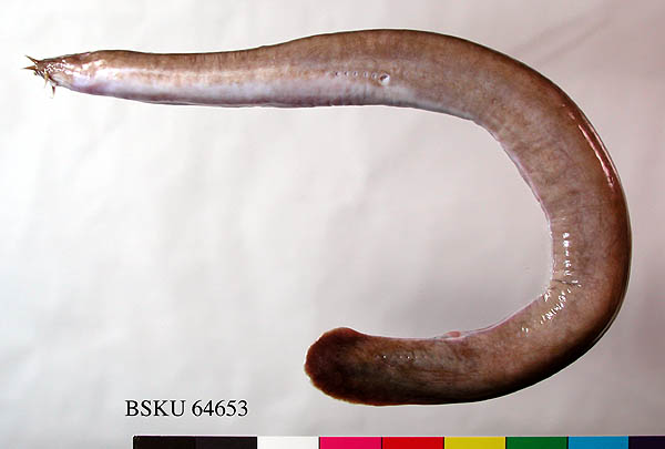 New Hagfish Species Discovered Dear Kitty Some Blog.