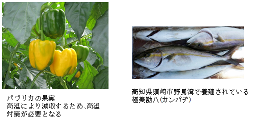 パプリカ.png