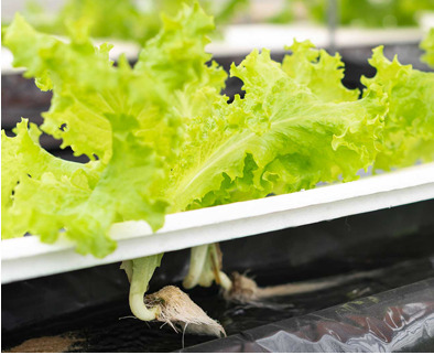 植物栽培の研究