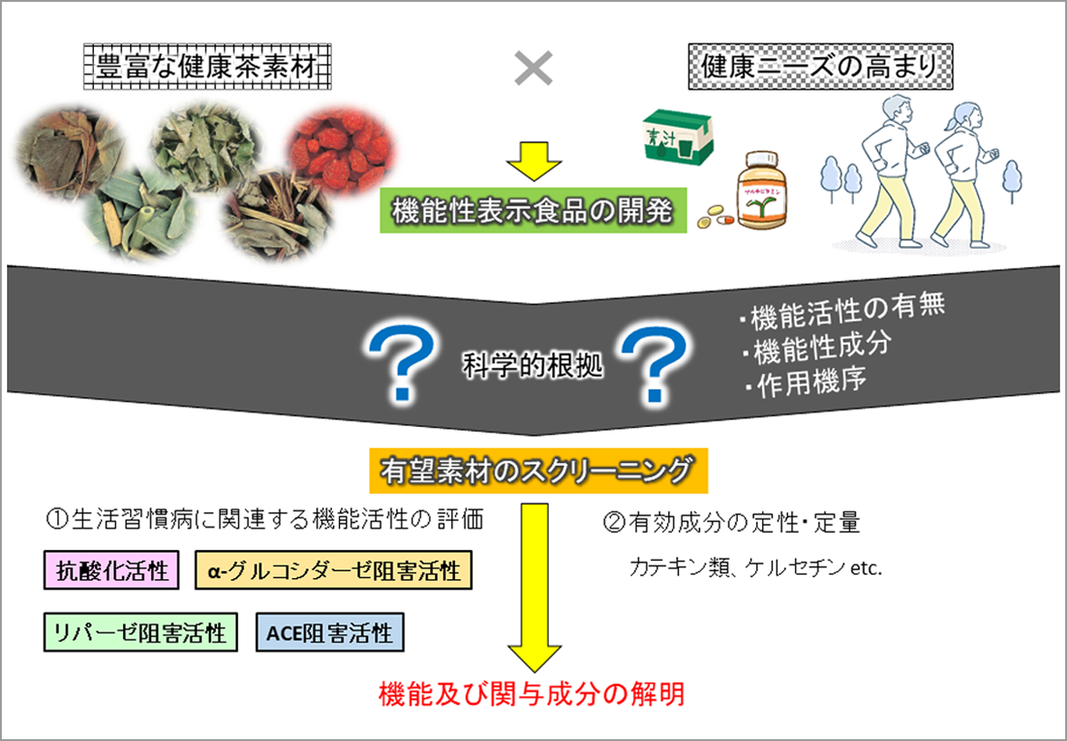 健康茶素材の機能性評価と有望成分探索の研究概要