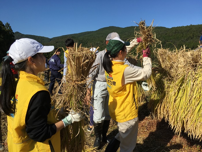06本山町稲刈り