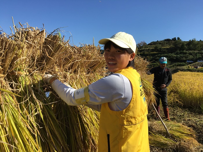 07本山町稲刈り