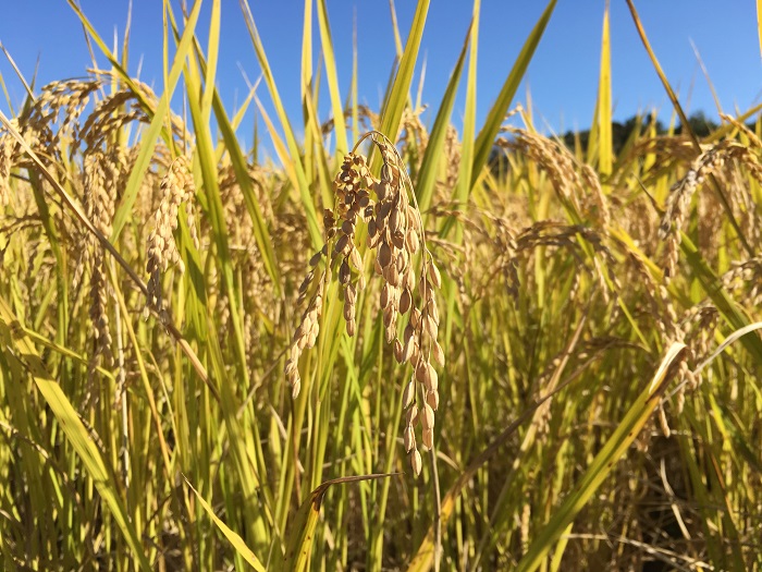 23本山町稲刈り