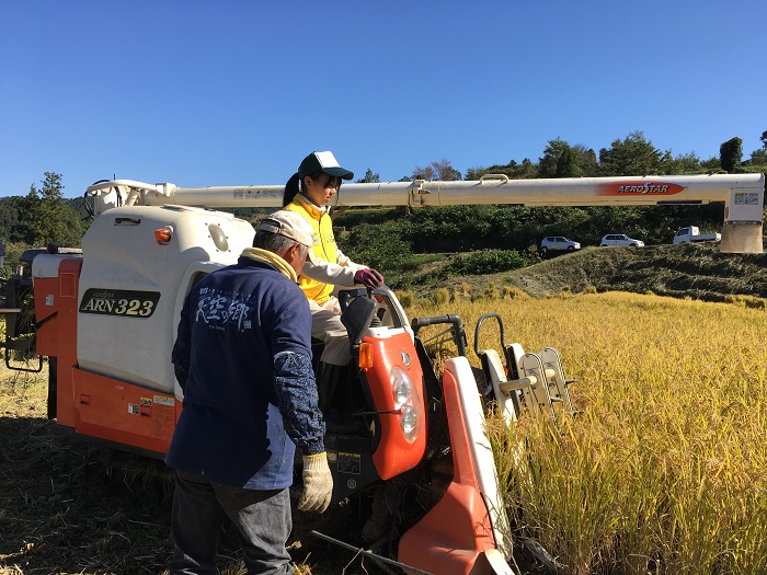 09本山町稲刈り