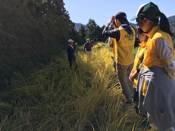 13本山町稲刈り