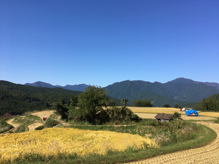 12本山町稲刈り