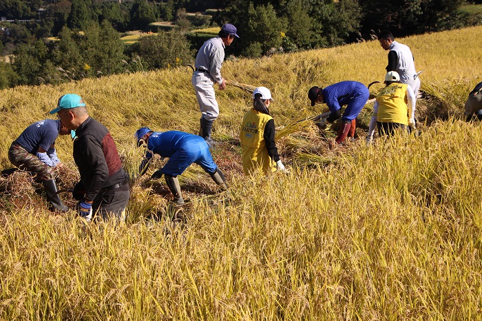 03本山町稲刈り