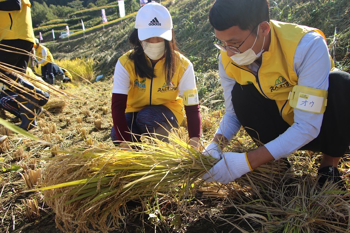 05本山町稲刈り