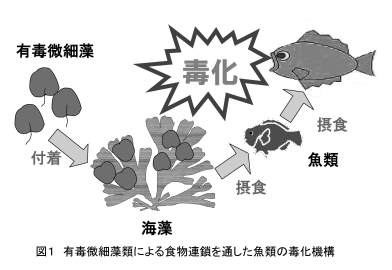 adachi.jpg