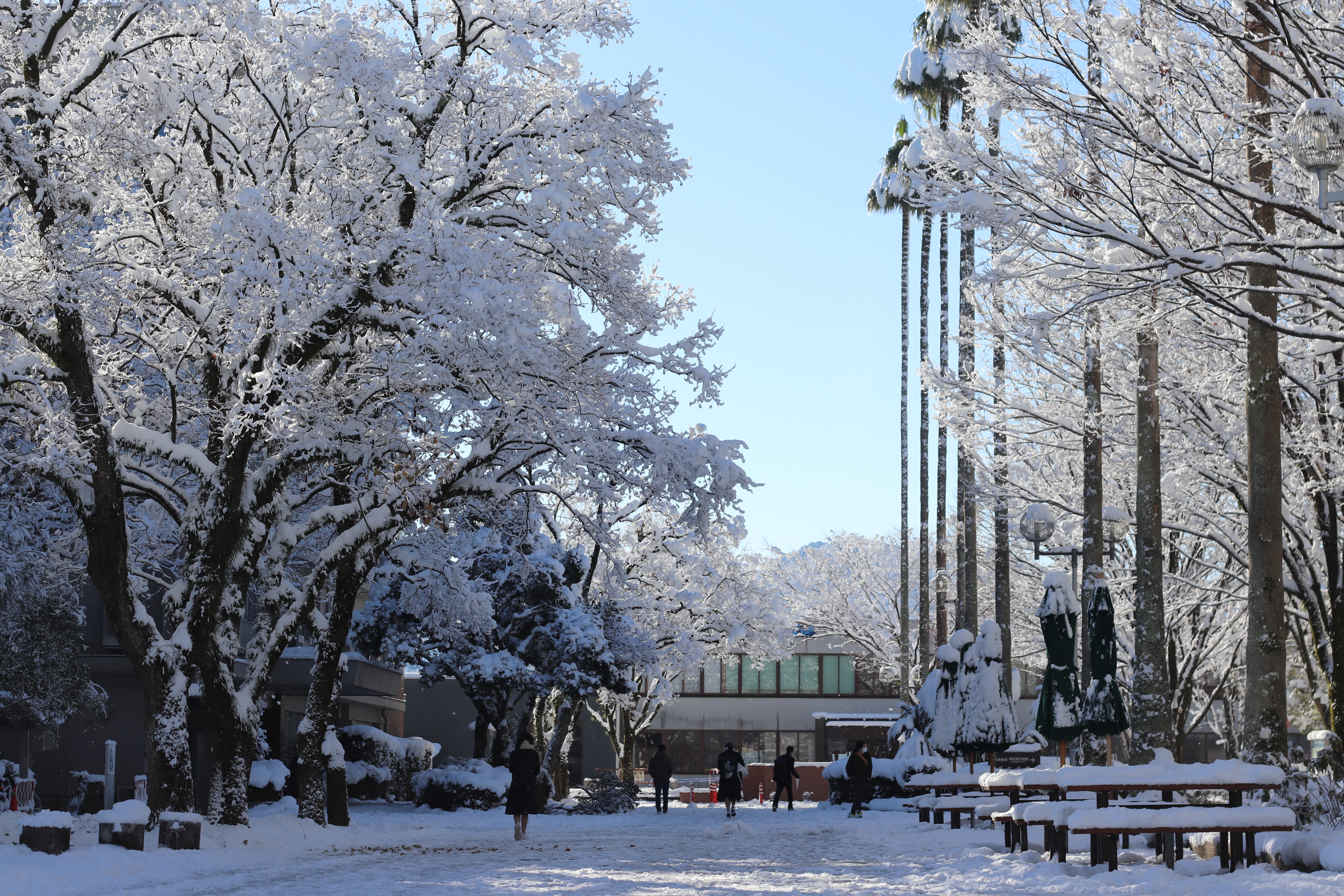 応募作品37：雪化粧.jpeg
