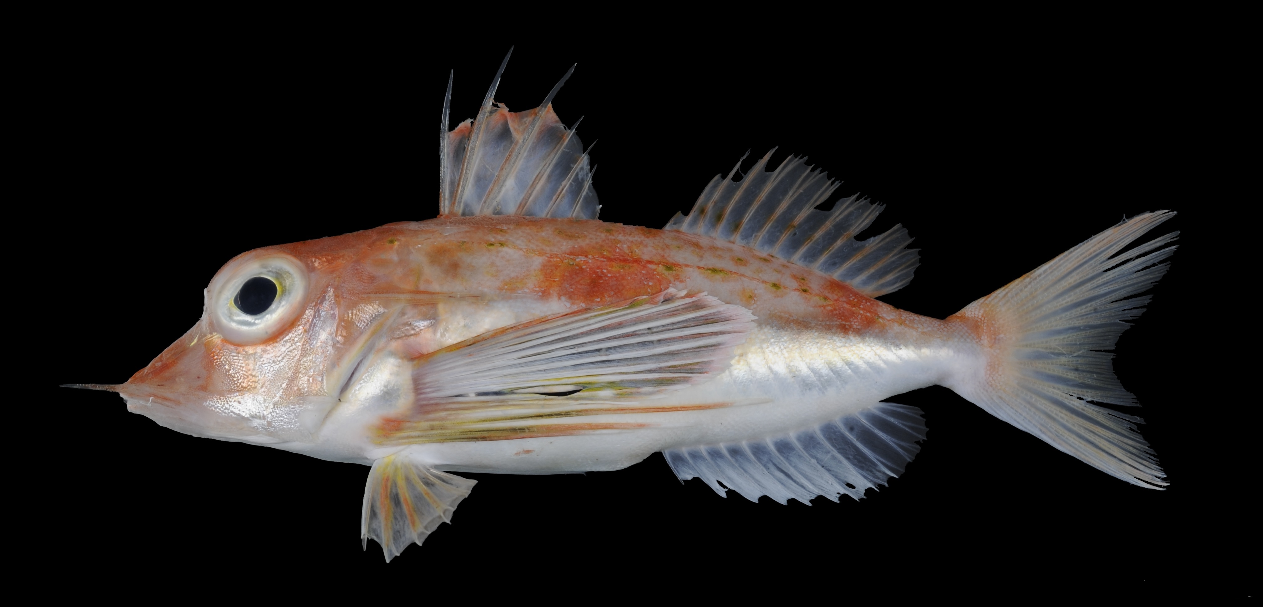 トンキンソコホウボウ