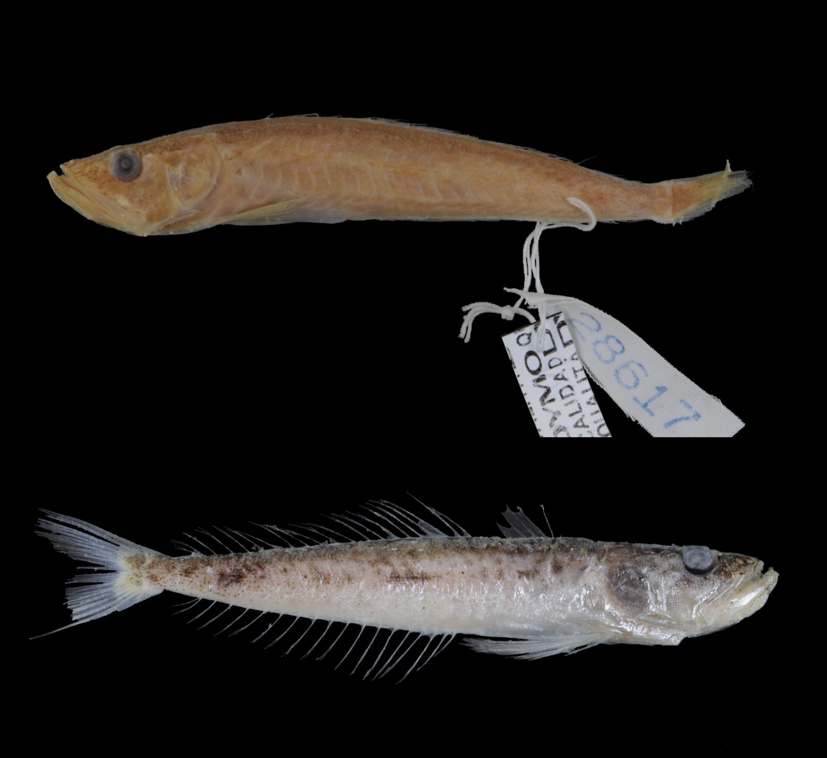 ヤジリワニギス