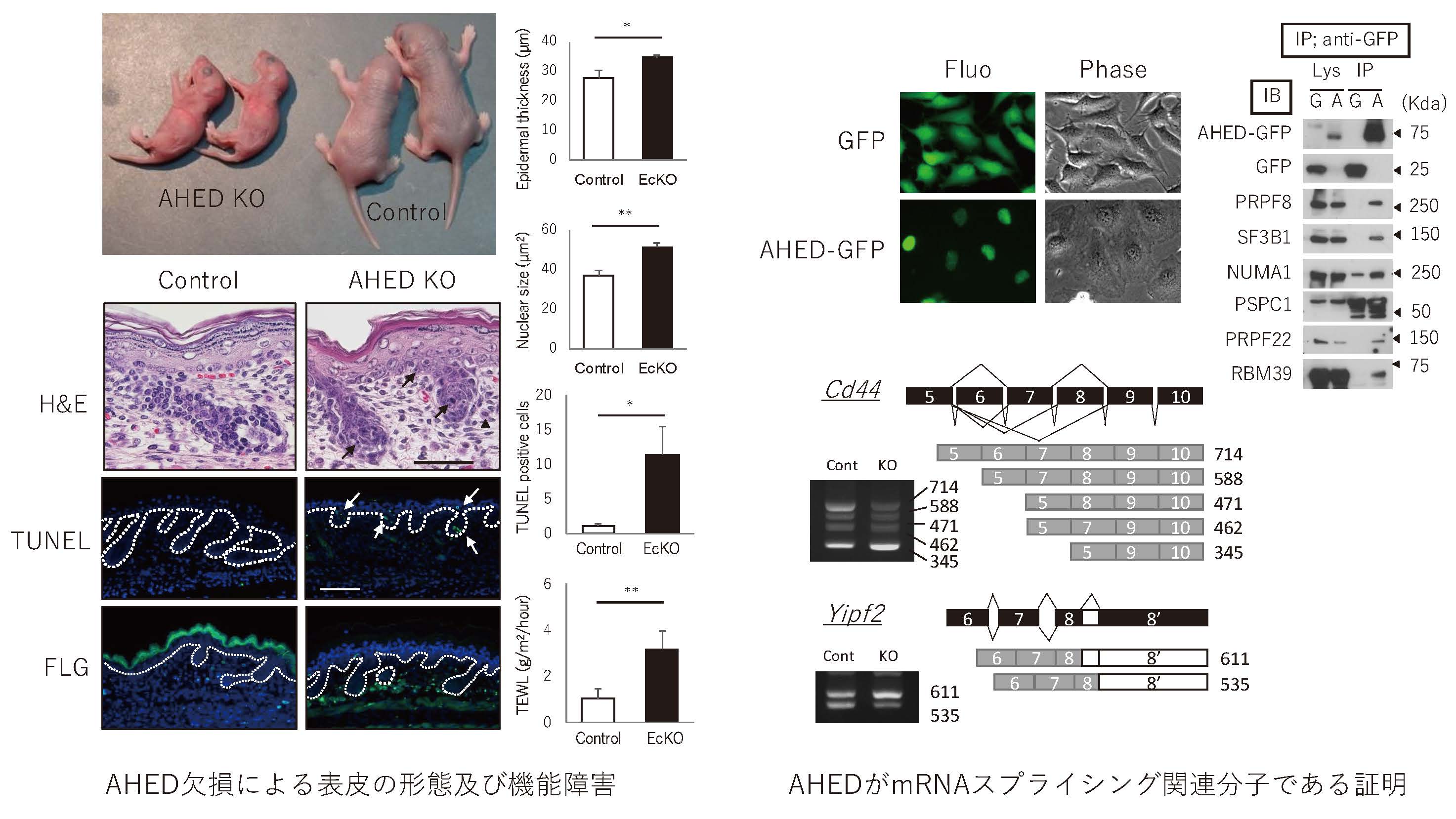 バリアに機能において重要な役割を担うセラミドについ