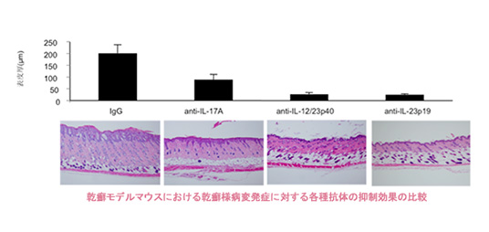 乾癬モデルマウスを用いた乾癬発症に関わるサイトカインヒエラルキー