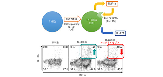TNF阻害薬のT細胞に対する効果