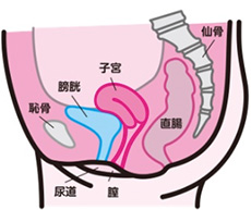 診療|高知大学医学部泌尿器科学教室