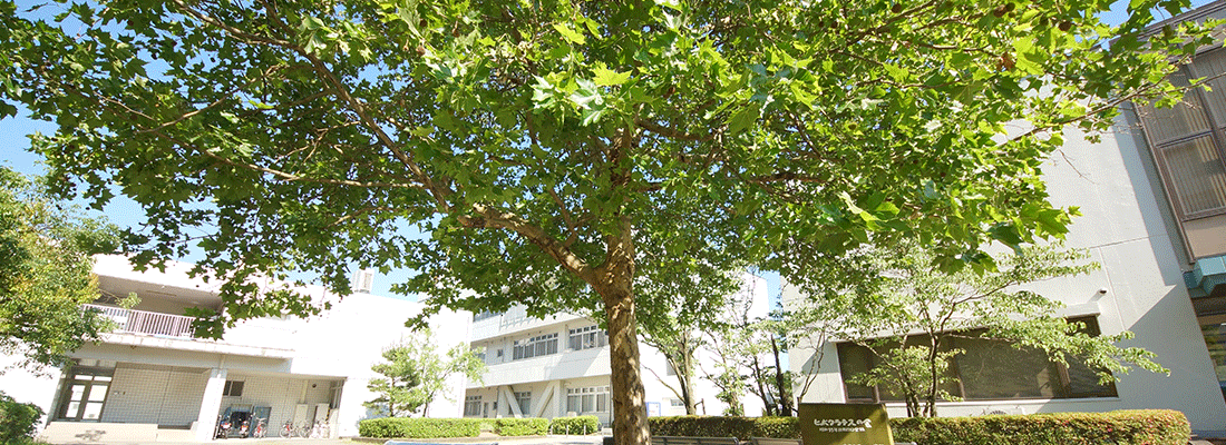 ヒポクラテスの木
