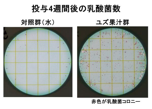 投与４週間後の乳酸菌数