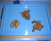 DSC00013.JPG
