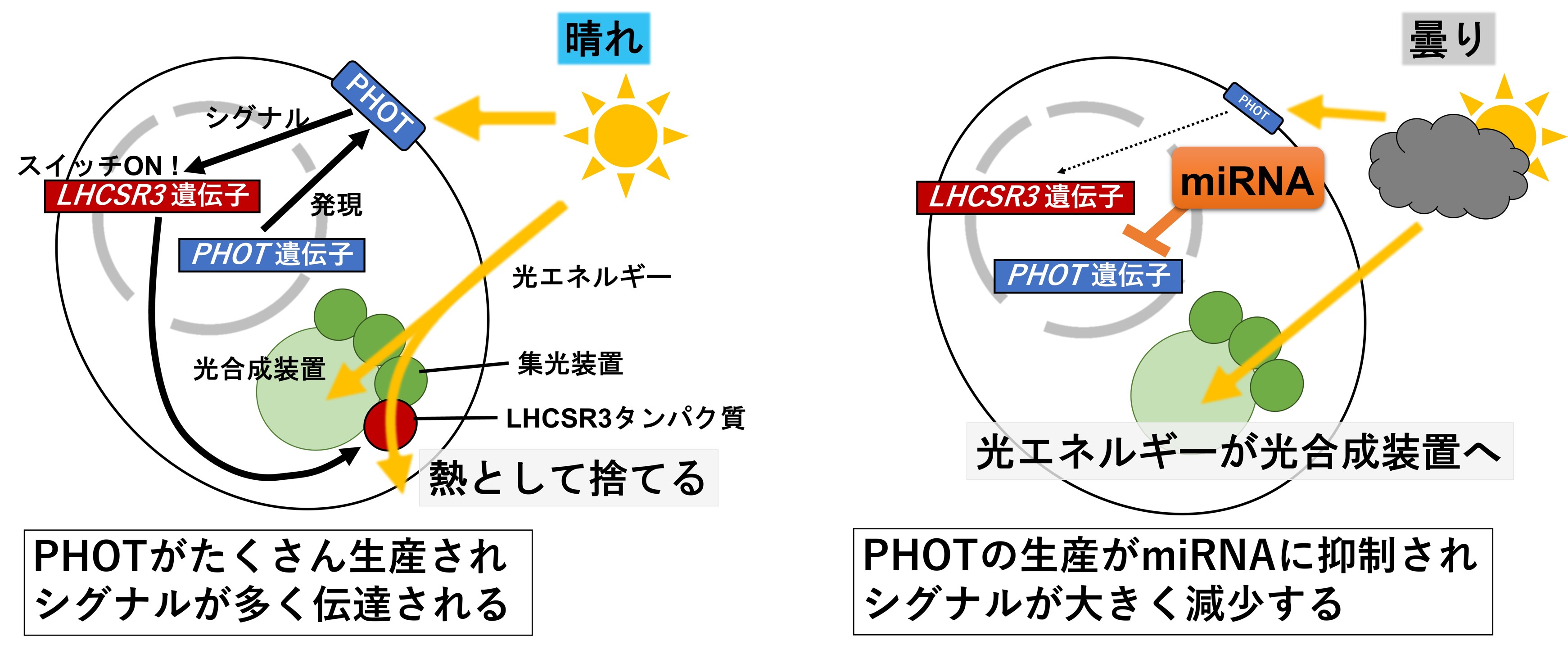 米国科学アカデミー紀要（PNAS）に掲載