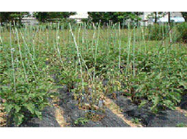 fig1-1