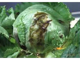 fig1-2