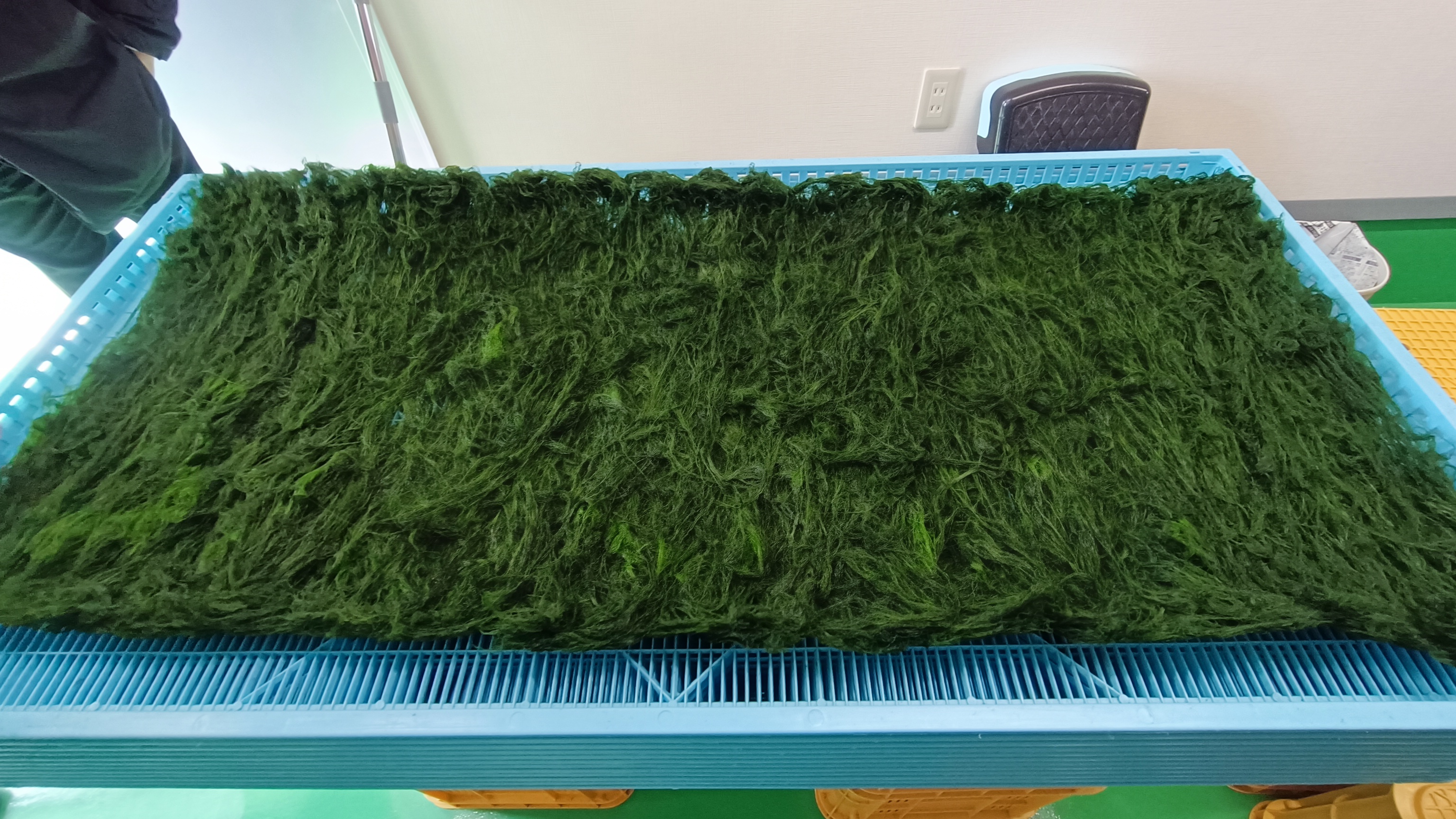 ノリの加工（四万十食品さん）