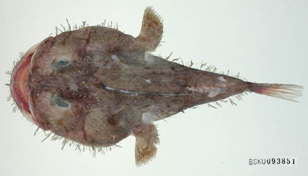 Lophiodes endoi