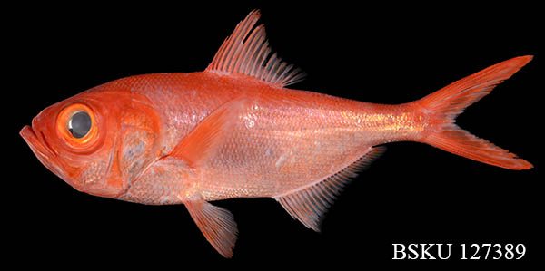 Coverfishes19
