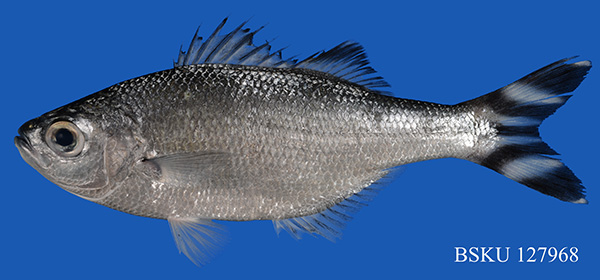 Coverfishes