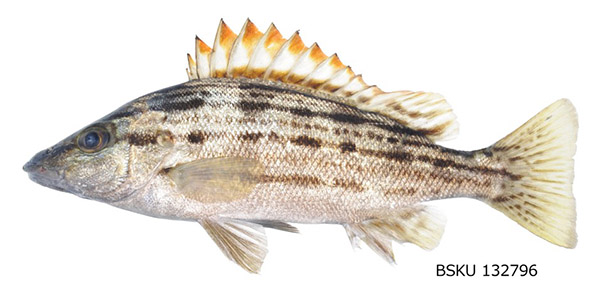 Coverfishes22