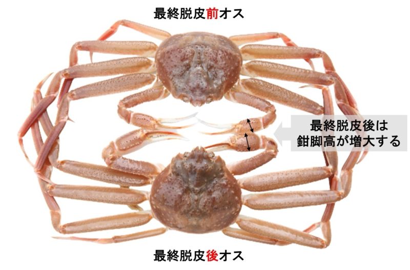 ズワイガニ最終脱皮前後