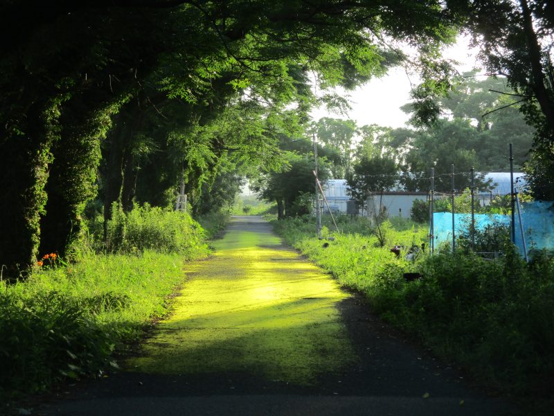 (金賞)31_ガーデンキャンパスー昔からの道ー