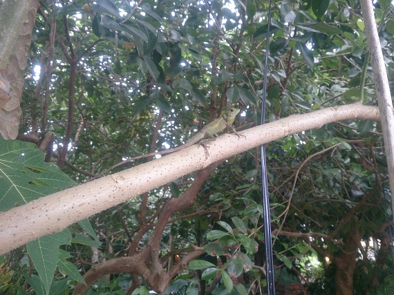 野生生物研究会