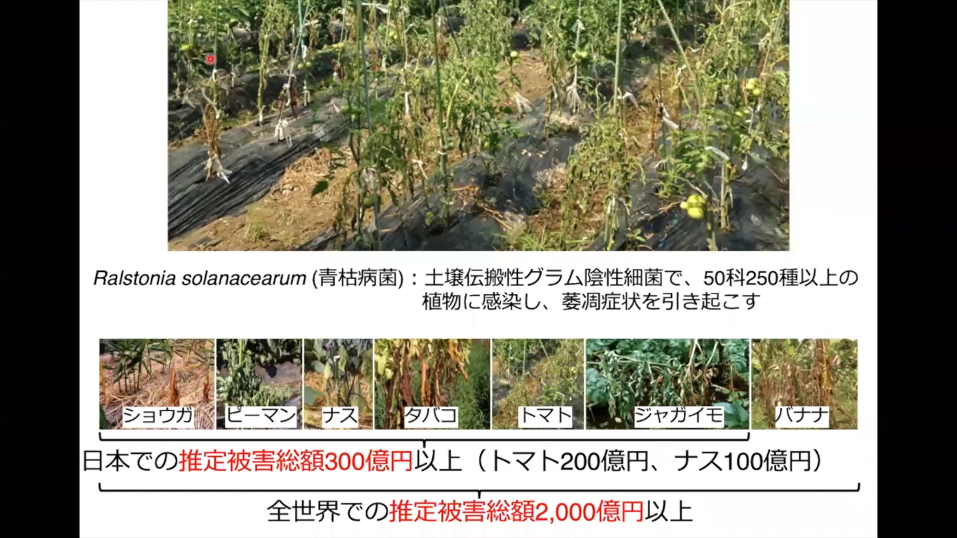 総合人間自然科学研究科　農学専攻　修士課程２年　瀨沼 和香奈