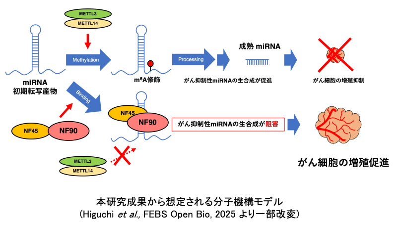 依頼_HPお知らせ掲載希望(図)