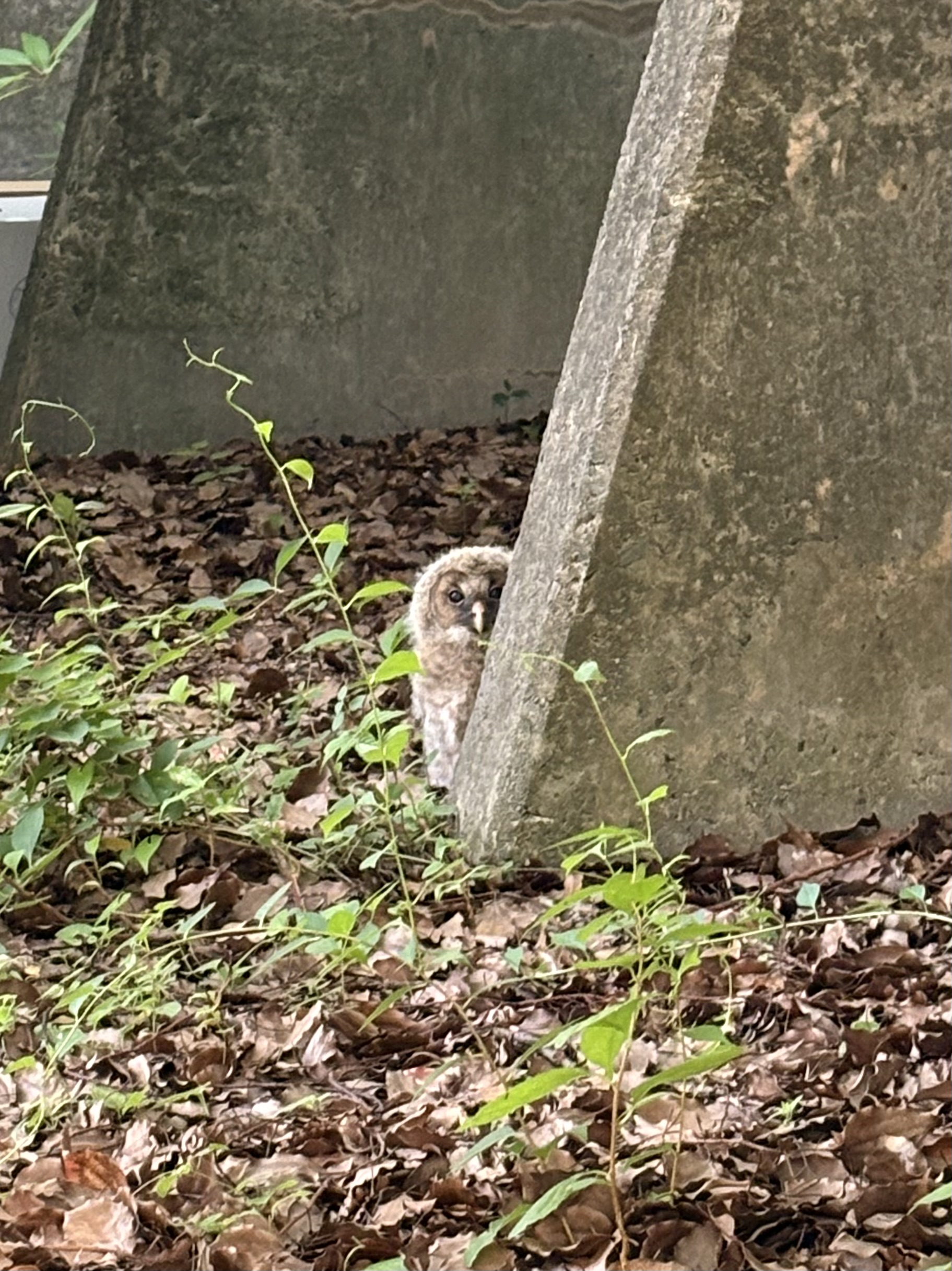 ひょっこりフクロウ