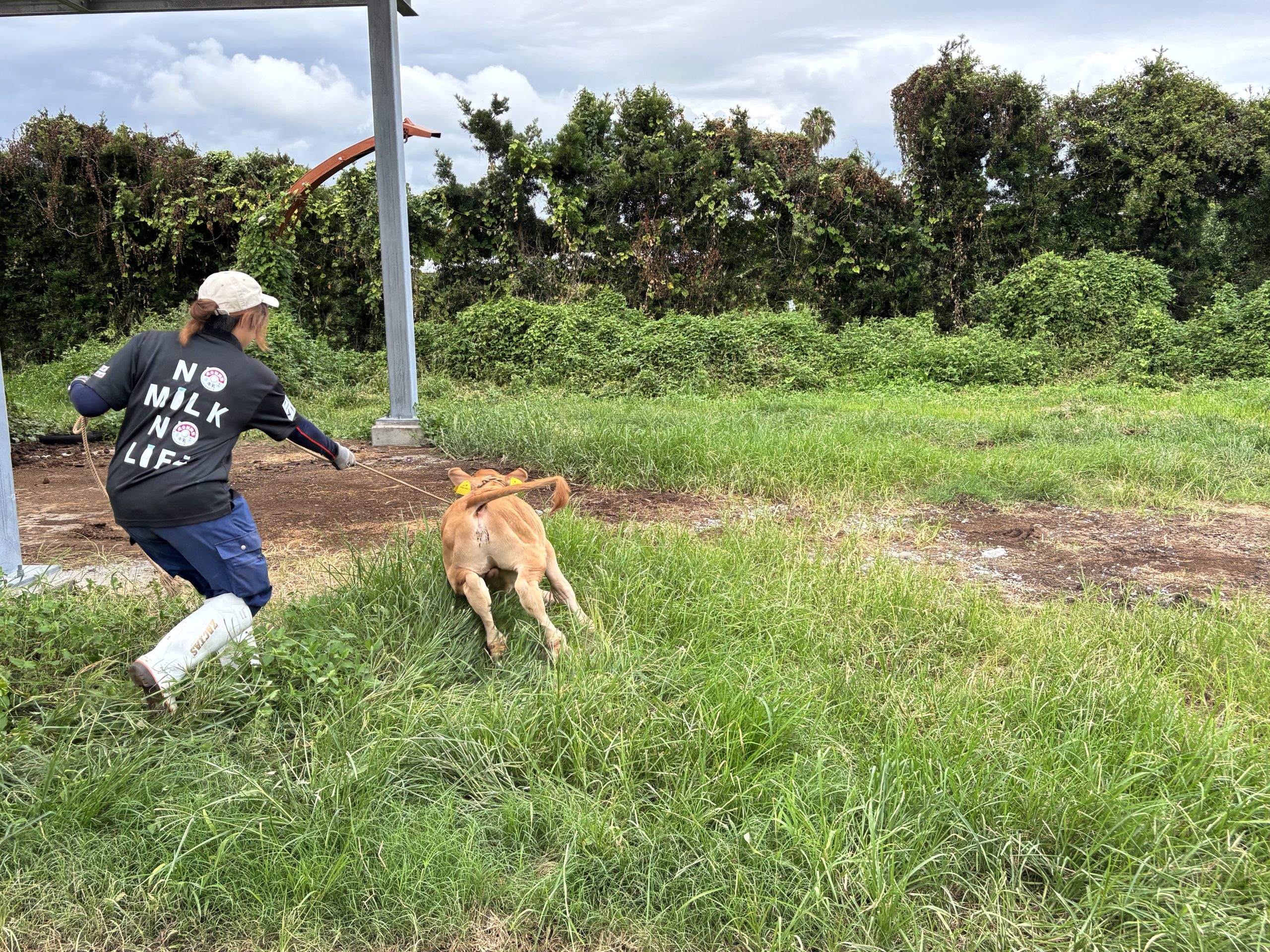 とびだせ！子牛の大冒険！