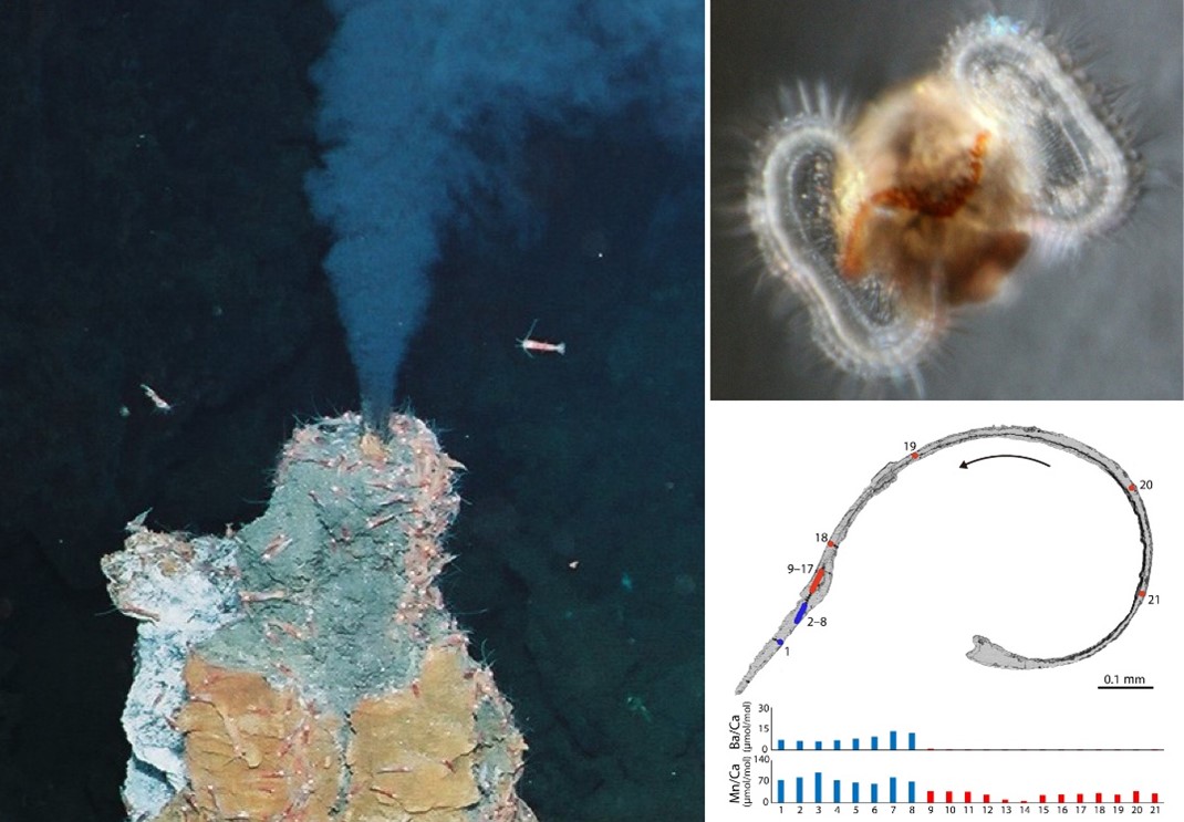 貝殻分析により小さな幼生の壮大な旅路を解き明かす - 高知大学